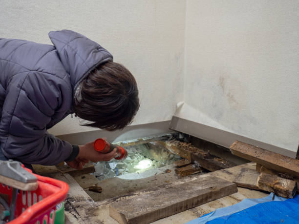 Best Real Estate Mold Inspection  in Lebanon, KY