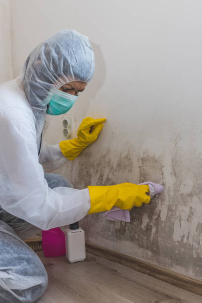 Best Crawl Space Mold Remediation  in Lebanon, KY