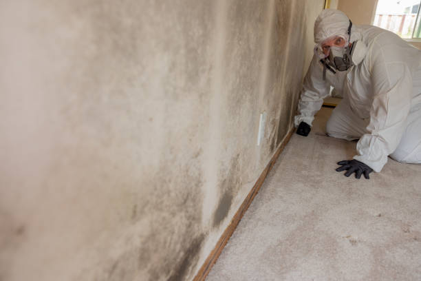 Best Asbestos and Lead Testing During Mold Inspection  in Lebanon, KY